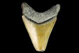 Serrated, Fossil Megalodon Tooth - Florida #122562-1